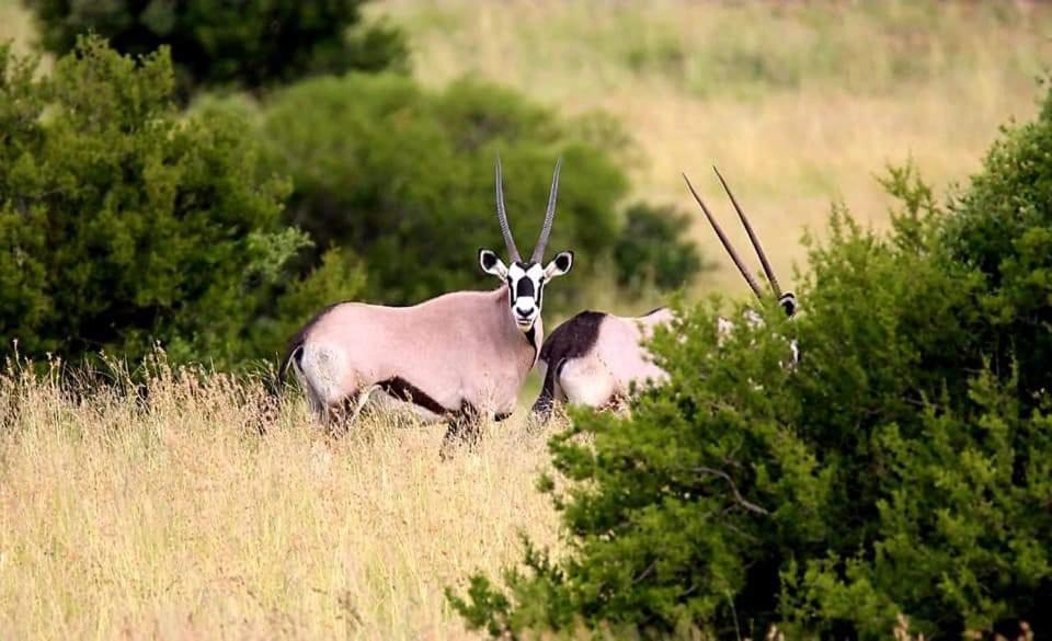 Letsatsi Game Lodge Smithfield Ngoại thất bức ảnh