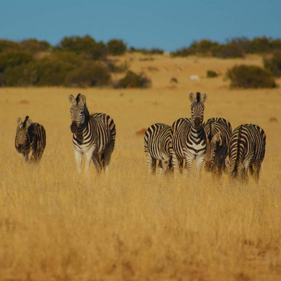 Letsatsi Game Lodge Smithfield Ngoại thất bức ảnh