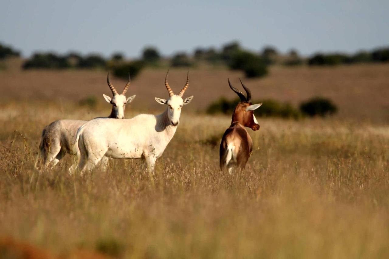 Letsatsi Game Lodge Smithfield Ngoại thất bức ảnh