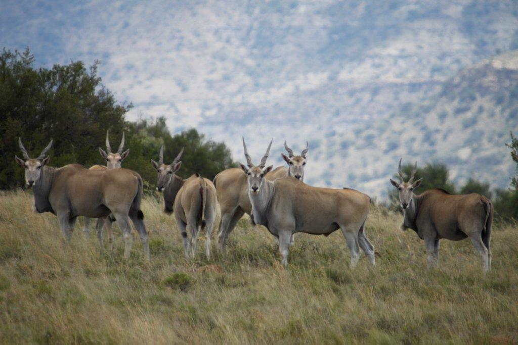 Letsatsi Game Lodge Smithfield Ngoại thất bức ảnh